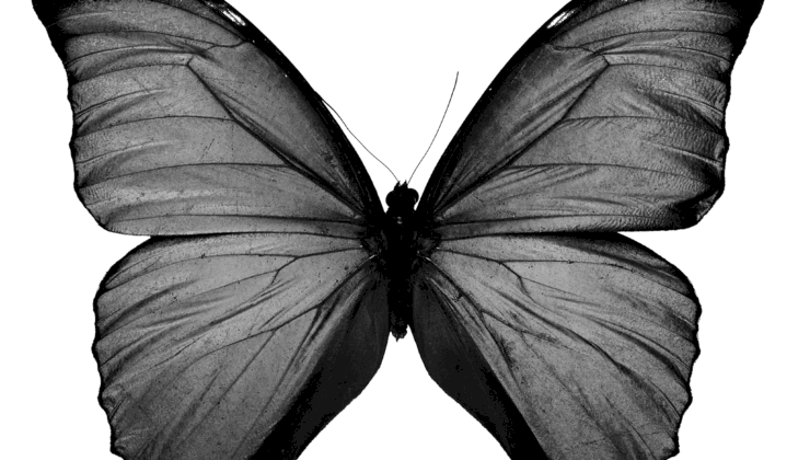 Butterfly_b&w Butterfly_b&w