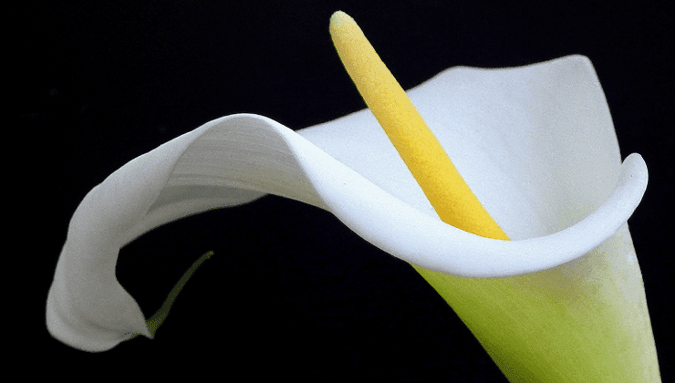 Progetto senza titolo (50)